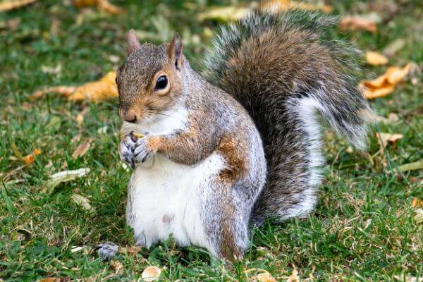 PEST CONTROL WATFORD, Hertfordshire. Pests Our Team Eliminate - Squirrels.